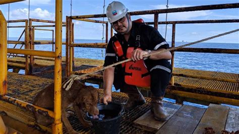 Unexpectedly Workers On An Oil Rig Found The Dog Swimming 135 Miles