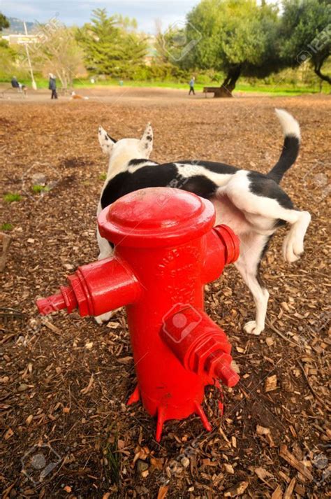 6488572 A Dog Pees On A Fire Hydrant In A Park Stock Photo Dog 640