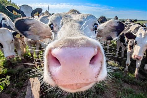 26800 Funny Cow Stock Photos Pictures And Royalty Free Images Istock