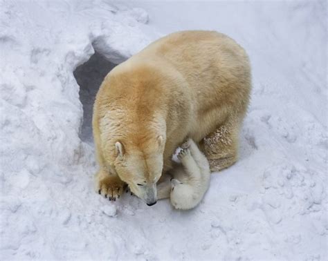Polar Bear Breeding Mating Gestating Birthing And More