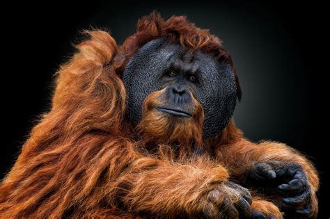Orangutan Portrait National Geographic Your Shot Photo Of The Day