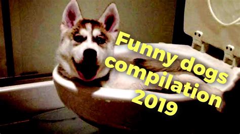 Funny Dogs Compilation 2019 Youtube