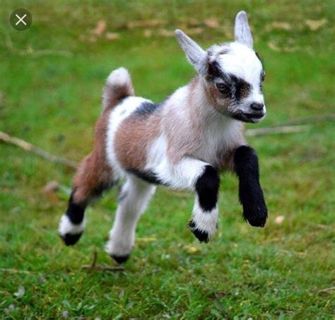 Baby Goat Does A Jump Raww