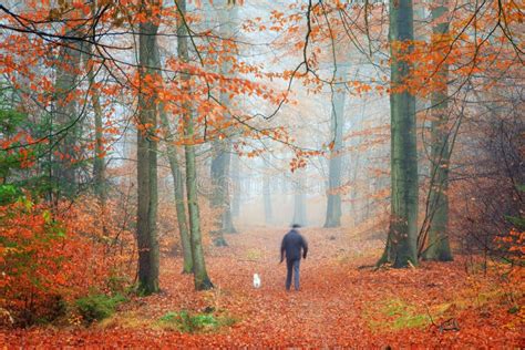 Fall Walk Stock Image Image Of Environment Leaf Forest 96306175