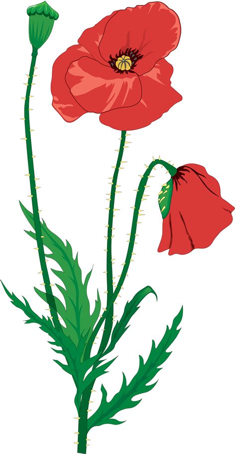 Poppy Flower Drawing On White Background 07b