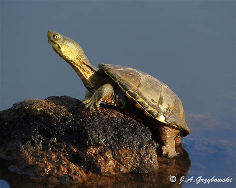 Yellow Mud Turtle Kinosternon Flavescens Photo Jagpix Photos At