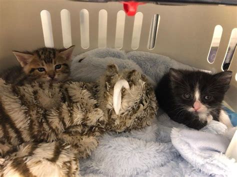 They Rescue This Kitten Who Was Found All Alone And Find Him A Friend