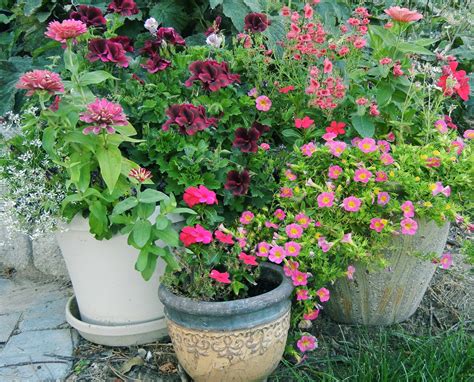 21 Pink Theme Garden Ideas Using Pink Annual Flowers Gardenoid