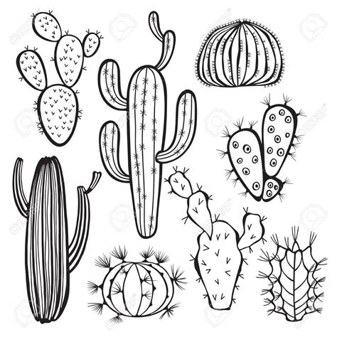 Cactus Isolated On White Background Cactus Illustration Cactus