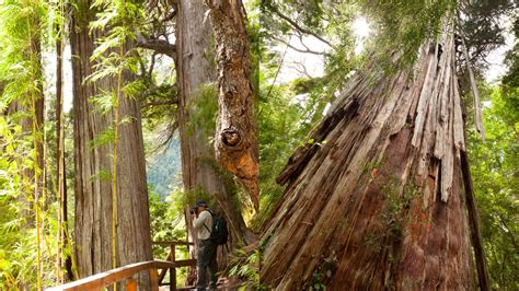 Este Es El árbol De 2600 Años En El Parque Nacional Los Alerces —