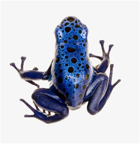 Blue Frog Frog Clipart Animal Blue Png Transparent Clipart Image And