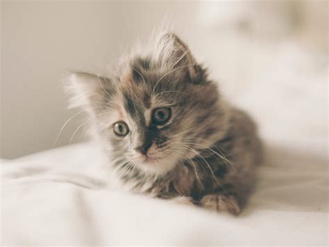 Cat Kitten Cute Fluffy 4k Wallpaper Best Wallpapers
