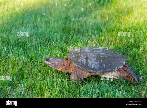 Wisconsin Common Snapping Turtle Chelydra Serpentina Walking In A
