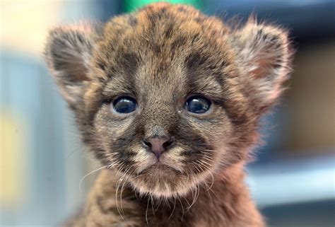 Precious Panther Cub Makes His Debut Picture Cutest Baby Animals From