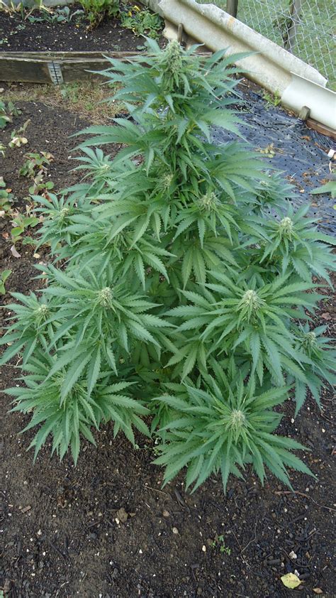 All the strains come with the. Galería de Variedades: Early Skunk (Sensi Seeds) PIC ...