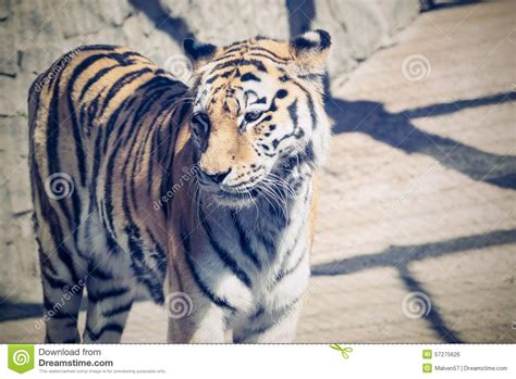 Tiger Stand Sideways And Looks Before Himself Forward Stock Photo