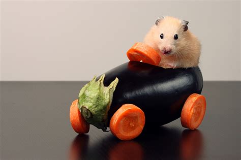 Photos Rodents Hamsters Vegetables Animal Design
