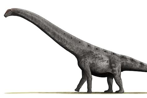 The Largest Dinosaur Ever Found Discovered In Argentina Archyde