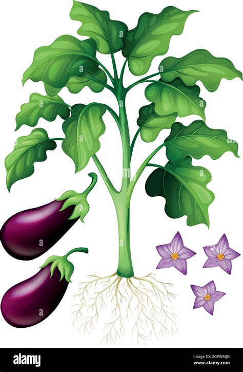 Eggplants With Flower And Roots Stock Vector Image And Art Alamy