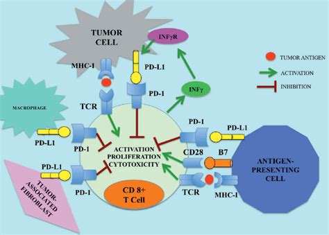 Pd 1pd L1 Pathway Pd 1 Programmed Cell Death Receptor 1 Pd L1