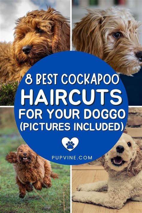 Cockapoo Haircuts Suggestions That Will Make Your Pup Irresistible
