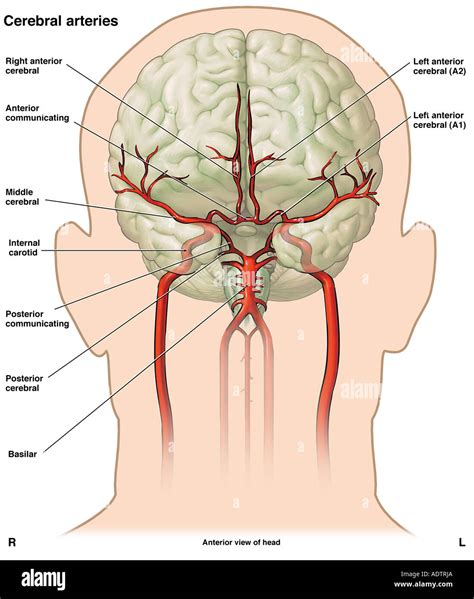 Anatom A De La Vasculatura Cerebral Fotograf A De Stock Alamy