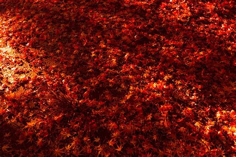 Acer Red Wallpapers Top Free Acer Red Backgrounds Wallpaperaccess