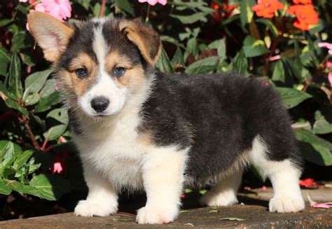 The teacup corgi puppies for sale can easily play along with humans, babies, and other pets. Pembroke Welsh Corgi Puppies For Sale | Puppy Adoption ...