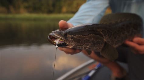 How To Catch Snakeheads Outdoor Life