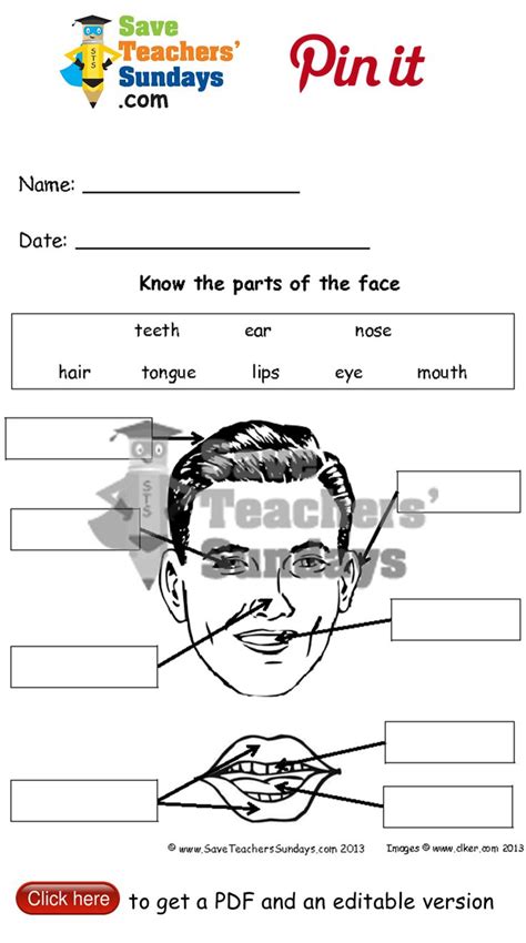 Download and print turtle diary's human face parts name worksheet. 23 best images about Year 1 Animals, including Humans ...