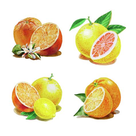 Orange Grapefruit Lemon Watercolor Fruit Illustration Painting By Irina