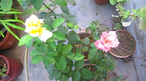 Best Caring Tips For Rose Plant Urduhindi Youtube