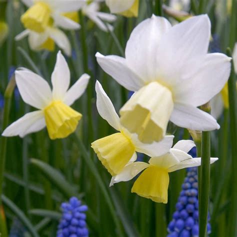Fragrant Daffodils Dutch Flower Bulbs At Wholesale Prices