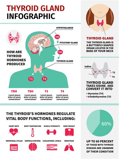 Thyroid And Infertility In Women Middle East Medical Portal