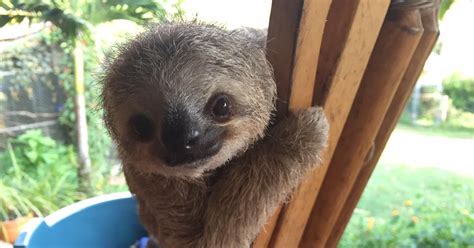 These Orphan Baby Sloths Learning To Climb In A Brilliant