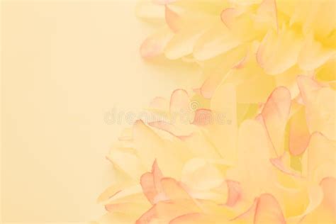 Beautiful Abstract Color Pink And Yellow Flowers On White Background