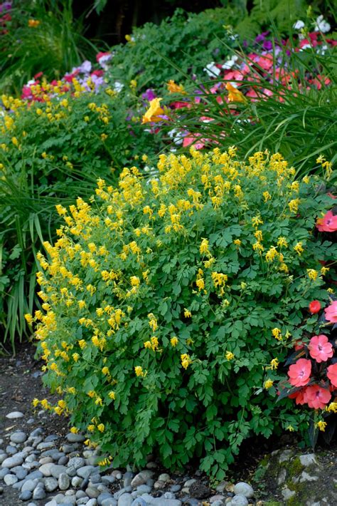 These are our favorite perennial flowers to plant in fall (or early spring) for blooms year after year. Favorite Spring Blooming Perennials | HGTV