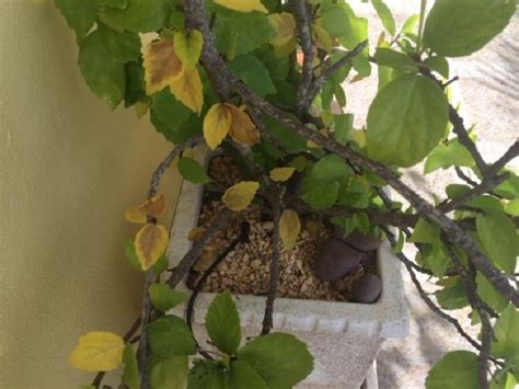 There is no simple treatment for wilt, but it can be managed by. Why Are My Hibiscus Leaves Turning Yellow with Brown ...