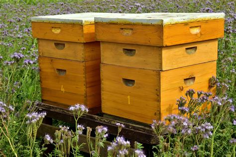 Where To Buy Beehives A Guide To Buying The Perfect Hive Complete