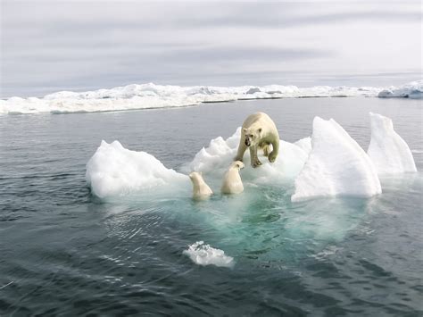 Polar Bear Mom Cubs Melting Ice Gettyimages 1135163561 Your