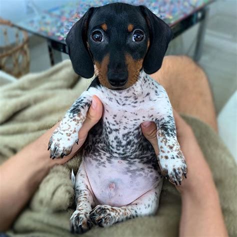 Meet Moo An Adorable Dachshund That Looks Like He Has The Body Of A