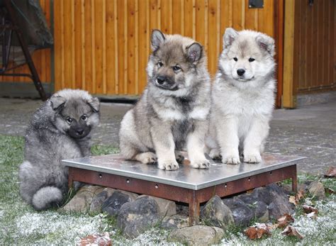 Eurasier Dog Breed Characteristics And Care