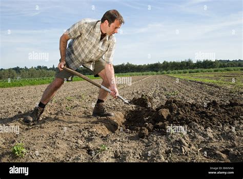 Mid Adult Man Digging In Field Stock Photo Alamy