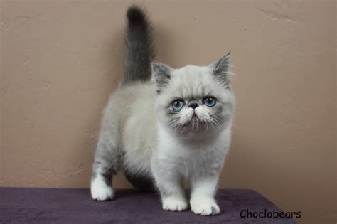 Himalayan Grey British Shorthair Himalayan Grey Persian Cat Pets Lovers