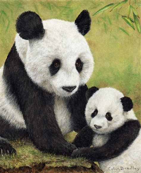 Mother And Baby Panda