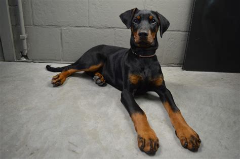 At What Age Is A Doberman Pinscher Full Grown