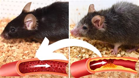 Fda Approved Drug Reverses Vascular Aging In Mice Youtube