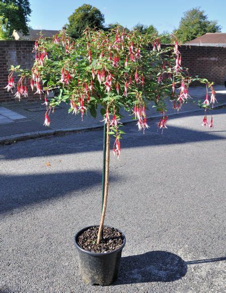 How To Grow A Fuchsia Standard Fuchsia Garden Trees To Plant