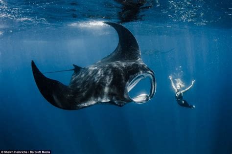 Professional Mermaid Goes Tail To Tail With Giant Manta Ray Ocean
