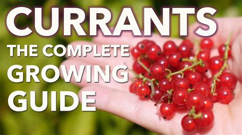 Grow Currants From Planting To Harvest YouTube